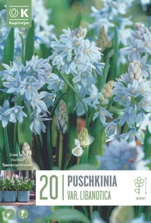 LILLESIBUL KAPITEYN HARILIK PUŠKIINIA "LIBANOTICA"