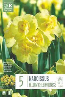 LILLESIBUL KAPITEYN NARTSISS "YELLOW CHEERFULNESS"