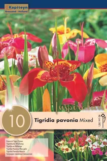 LILLESIBULAD KAPITEYN TIIGERLILL SEGU 10TK PAKIS