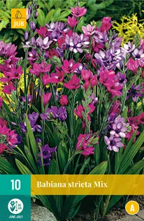 LILLESIBUL BABIANA STRICTA 10TK