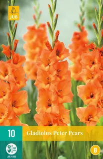 LILLESIBUL GLADIOOL PETER PEARS 10TK
