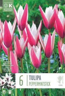 LILLESIBUL KAPITEYN HÄBELIK TULP "PEPPERMINTSTICK"
