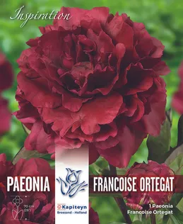 POJENG FRANCOISE ORTEGAT KAPITEYN