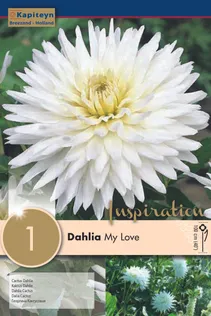 DAALIA KAPITEYN "MY LOVE" 1TK PAKIS