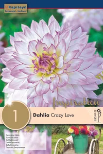DAALIA KAPITEYN "CRAZY LOVE" 1TK PAKIS