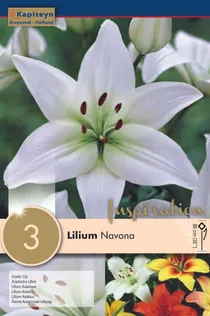 LIILIA KAPITEYN "NAVONA" 3TK PAKIS