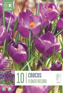 LILLESIBUL KAPITEYN SUUREÕIELINE KROOKUS "FLOWER RECORD" 15TK PAKIS