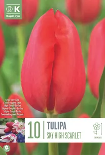 LILLESIBUL KAPITEYN HILINE LIHTÕIELINE TULP "SKY HIGH SCARLET"10TK PAKIS