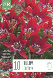 LILLESIBUL KAPITEYN TULP "TINY TIMO" 10TK PAKIS