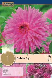 DAALIA KAPITEYN "ELGA" 1TK PAKIS