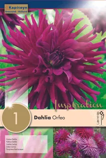 DAALIA KAPITEYN "ORFEO" 1TK PAKIS