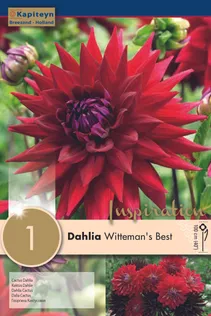 DAALIA KAPITEYN "WITTEMAN'S BEST" 1TK PAKIS