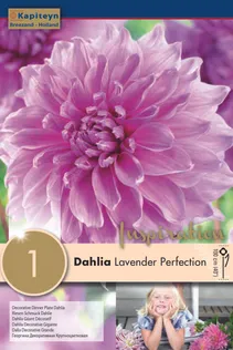 DAALIA KAPITEYN "LAVENDER PERFECTION" 1TK PAKIS