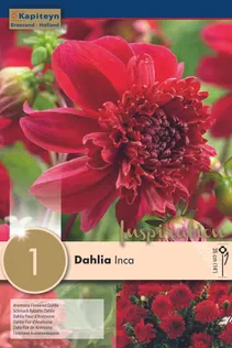 DAALIA KAPITEYN "INCA" 1TK PAKIS