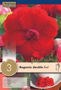 BEGOONIA KAPITEYN TOPELTÕIELINE PUNANE 3TK PAKIS