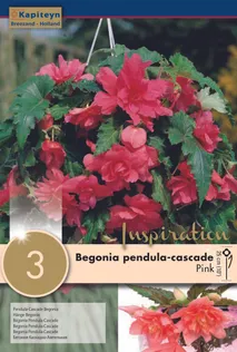 RIPPBEGOONIA KAPITEYN ROOSA 3TK PAKIS