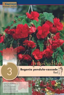 RIPPBEGOONIA KAPITEYN PUNANE 3TK PAKIS