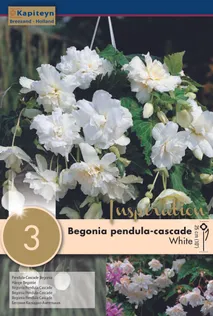 RIPPBEGOONIA KAPITEYN VALGE 3TK PAKIS