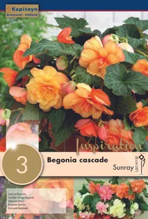 RIPPBEGOONIA KAPITEYN "SUNRAY" 3TK PAKIS