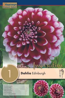 DAALIA KAPITEYN "EDINBURGH" 1TK PAKIS