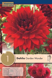 DAALIA KAPITEYN "GARDEN WONDER" 1TK PAKIS
