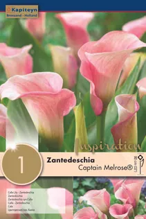 KALLA KAPITEYN "CAPTAIN MELROSE®" 1TK PAKIS