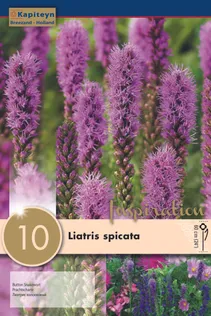 TÄHKJAS LIATRIS KAPITEYN 10TK PAKIS