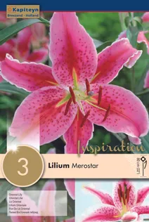 IDALIILIA KAPITEYN "MEROSTAR" 3TK PAKIS