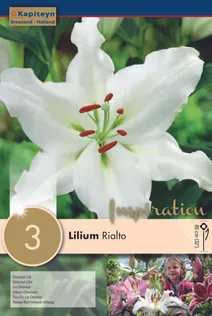 IDALIILIA KAPITEYN "RIALTO" 3TK PAKIS