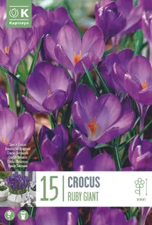 LILLESIBUL KROOKUS "RUBY GIANT"