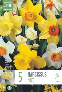 NARCISSUS LARGE CUPPED MIXED COLOURS