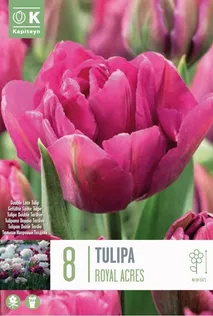 LILLESIBUL KAPITEYN TÄIDISÕIELINE TULP "ROYAL ACRES" 8TK