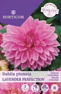 DAALIA LAVENDER PERFECTION