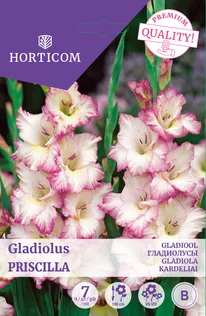 GLADIOOL PRISCILLA 7TK