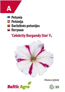 PETUUNIA BALTIC AGRO "CELEBRITY BURGUNDY STAR"