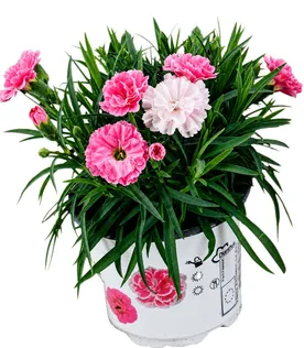 AEDNELK "ILOVEU" POTT 10,5CM