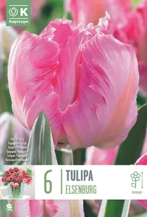 TULP KAPITEYN PARROT ELSENBURG 6TK