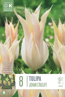 LIILIAÕIELINE TULP KAPITEYN JOHAN CRUIJFF 8TK