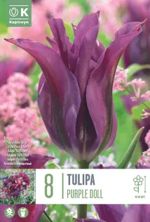 TULP KAPITEYN VIRIDIFLORA PURPLE DOLL 8TK