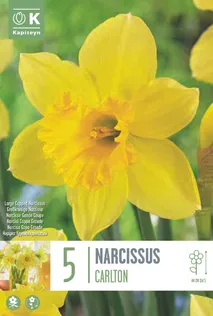 NARTSISS KAPITEYN LARGE CUPPED CARLTON 5TK