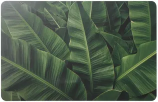 LAUAMATT SPLENDID BANANA 43,5X28CM