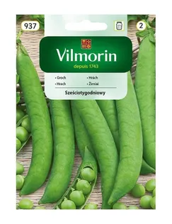 AEDHERNES SZESCIOTYGODNIOWY PISUM SATIVUM