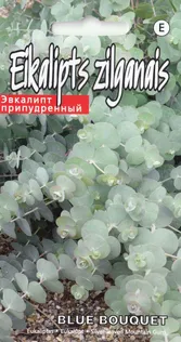 EUKALÜPT BABY BLUE BOUQUET 5 SEEMET