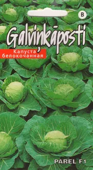 SEEMNED KURZEMES SEKLAS VALGE PEAKAPSAS 'PAREL' F1 45 SEEMET