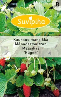 KÖÖGIVILJASEEMNED SUVIPIHA KUUMAASIKAS 
