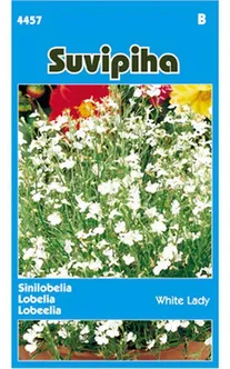 LILLESEEMNED SUVIPIHA LOBEELIA WHITE LADY VALGE
