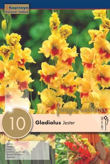 GLADIOOL KAPITEYN "JESTER" 10TK PAKIS