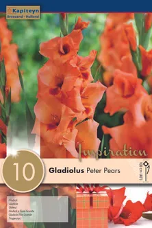 GLADIOOL KAPITEYN "PETER PEARS" 10TK PAKIS
