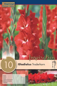 GLADIOOL KAPITEYN "TRADERHORN" 10TK PAKIS