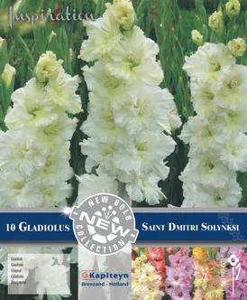 GOFREERITUD GLADIOOL KAPITEYN "DMITRI SOLYNSK" 10TK PAKIS
